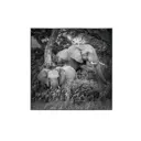 Картина в раме Alumoart "Elephant Family" 76x76 см, крепление через профиль