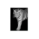 Картина в раме Alumoart "Tigers" 015.004R, 76x56 см, крепление через профиль