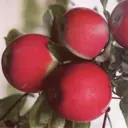 Яблоня «Квинти»