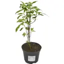 Дерен Элегантиссима ø19 h40 - 60 см