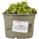 Молодило микс ø14 h5 см