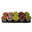 Растения для альпинария микс ø12 h15 см