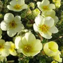 Лапчатка желтая Лайм Лайт ø9 h10 см