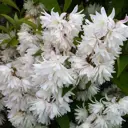 Дейция ø9 h20 см