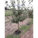 Яблоня Мельба ø22 h125 - 150 см