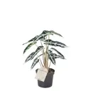 Алоказия Бамбино ø9 h20 см