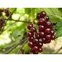 Смородина красная Виксне ø22 h20 - 40 см
