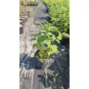 Кустарники плодово-ягодные ø14 h15 - 30 см