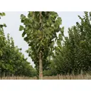 Липа американская Нова ø6 - 8 h200 - 250 см