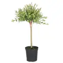 Ива Хакуро Нишики h200 - 250 см