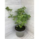Крыжовник ø14 h40 см