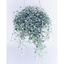 Дихондра ø15 h20 см