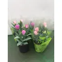 Эустома ø12 h20 см