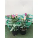 Эустома ø10 h20 см