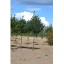 Липа Гринспайер ø2 - 4 h250 - 300 см