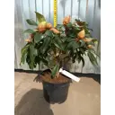Рододендрон Нова Зембла ø22 h20 - 40 см