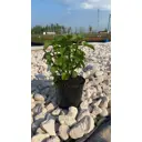 Смородина Селеченская ø19 h20 - 40 см
