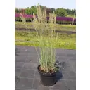 Тонконог сизый Кулио ø16 h30 - 40 см