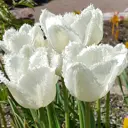Тюльпан бахромчатый Редеса, 3 шт.
