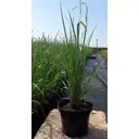 Вейник остроцветковый Овердам ø16 h30 - 40 см