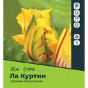 Тюльпан попугайный Ла Куртин луковицы 11/12, 8 шт.