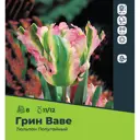 Тюльпан попугайный Грин Ваве луковицы 11/12, 8 шт.