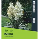 Юкка Филаментоза луковицы 1, 1 шт.