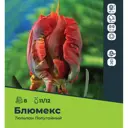 Тюльпан попугайный Блюмекс луковицы 11/12, 8 шт.