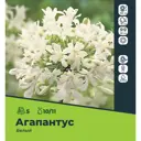 Агапантус белый луковицы 1, 1 шт.