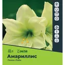 Амариллис Лемон Лайм луковицы 26/28, 1 шт.