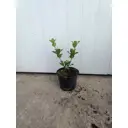Бересклет Японский ø19 h20 - 30 см
