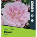 Пион Тафф луковицы 2/3, 1 шт.