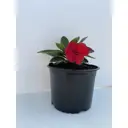Бальзамин новогвинейский микс ø15 h10 см