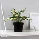 Бонсай в горшке Simaland Диффенбахия 9.5x20 см