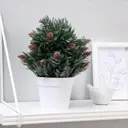 Бонсай в горшке Simaland хВойный куст 10x24 см