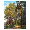 Постер Русская коллекция "Корабельные сосны" 64x84 см