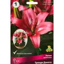 Лилия азиатская Тренди Дакота,1 шт