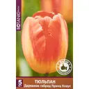 Тюльпан дарвинов гибрид Принц Клаус, 5 шт.