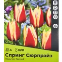 Тюльпан Спринг Сюрпрайз Триумф луковица 10/11, 5штук