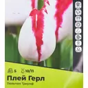 Тюльпан Плей Герл Триумф луковица 10/11, 5 штук