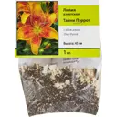 Лилия азиатская Тайни Пэррот,1 шт