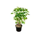Смородина красная Коралловая h30 - 50 см