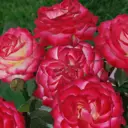 Роза сибирская Крейзи Вумен ø8.5 h40 см