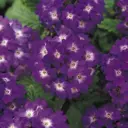 Вербена Кварц Блю ø14 h15 - 25 см