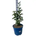 Сирень обыкновенная Бюффон h70 - 90 см