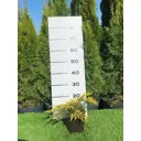 Можжевельник Голдшатц h20 - 40 см