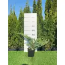 Можжевельник Ханнеторп h60 - 80 см