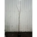 Груша Аббат Феттель ø18 h110 - 130 см