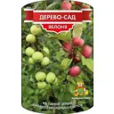Яблоня Дерево Сад Хоней/Крисп/Вишневое/Богатырь h150 см