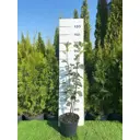 Ирга Мандан h60 - 80 см
